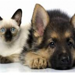 Link do artykułu "Światowy Tydzień Zwierząt"