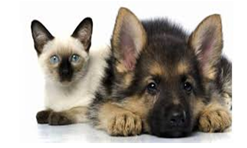 Link do artykułu "Światowy Tydzień Zwierząt"